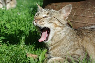 Cat relaxing on grass