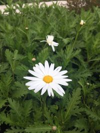 Close-up of white flowers blooming outdoors