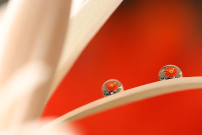 Close-up of ladybug on metal