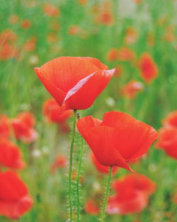 Close-up of red poppy blooming in field