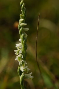 Close-up of plant growing outdoors