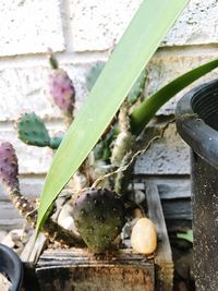 Close-up of fresh plants in water