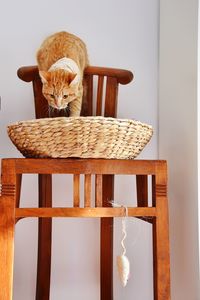 View of a cat in basket