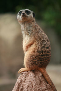 Close-up of meerkat