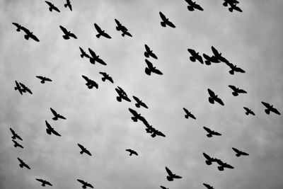 Low angle view of birds flying against clear sky