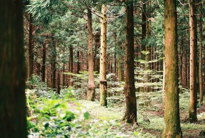 Trees in forest