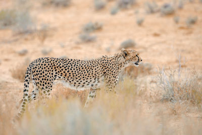 View of a cat on land