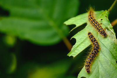 Extreme close-up of insects on leaf