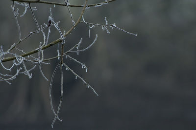 Close-up of frozen spider web