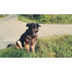 Dog standing on grassy field