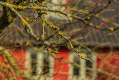 Close-up of plant growing on tree