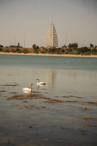 Swans swimming in lake against sky