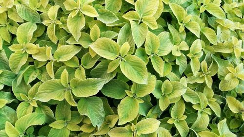 Full frame shot of green leaves