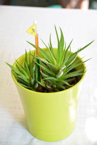 Close-up of potted plant