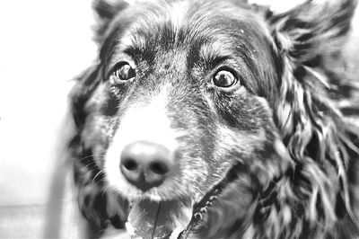 Close-up portrait of a dog