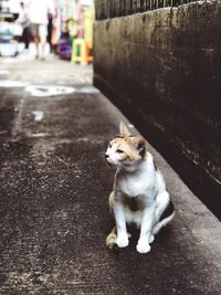 Cat sitting on a street