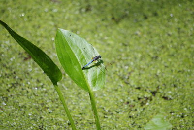 Close-up of insect on leaf