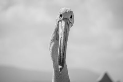 Close-up of a swan