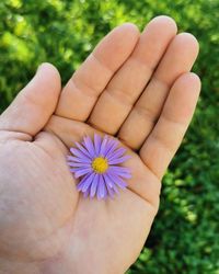 Close-up of hand holding purple flower