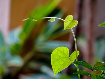 Close-up of green leaves