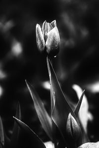 Close-up of flowers against blurred background