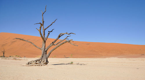 Dead tree on desert against clear blue sky