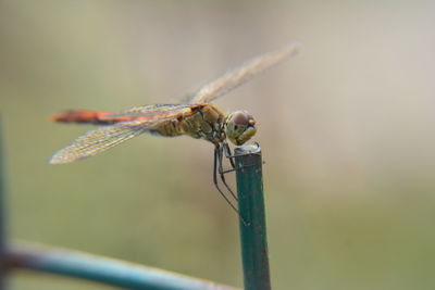 Close-up of damselfly on leaf