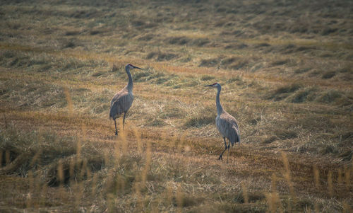 View of birds on field