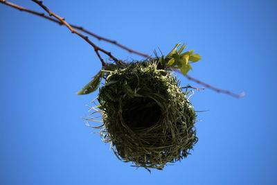 Low angle view of nest on tree against clear blue sky