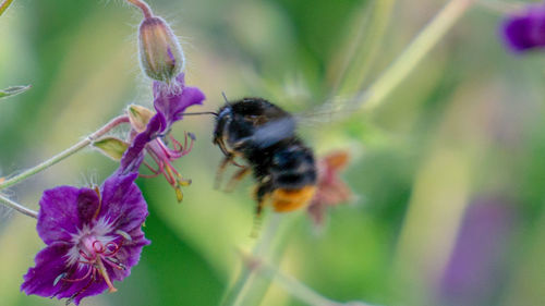 Close-up of bee pollinating on purple flower