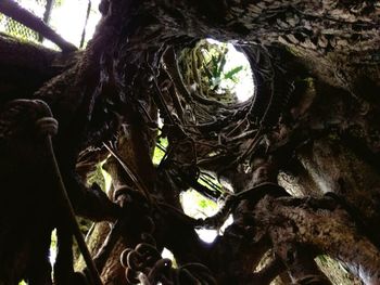 Low angle view of tree in forest