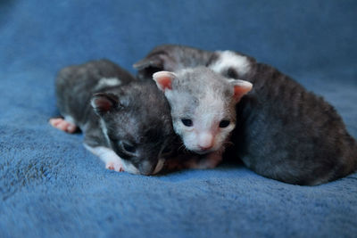 Portrait of two cats