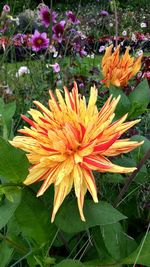 Close-up of fresh flowers blooming in garden