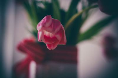 Close-up of pink rose