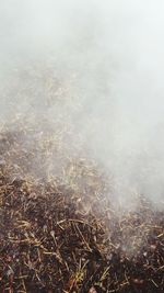 High angle view of field in foggy weather