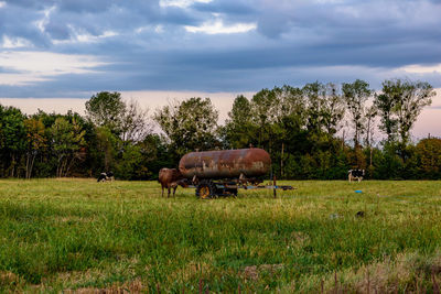 Horses grazing in a field