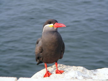 Close-up of inca tern perching on rock against sea
