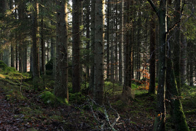 Trees in forest