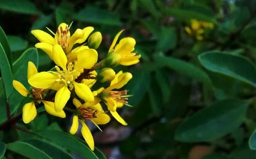 Close-up of yellow flower