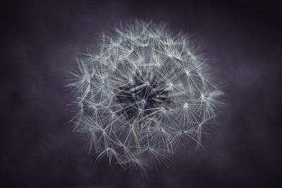 Close-up of dandelion against black background