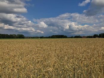 Scenic view of field against sky