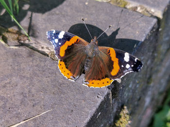 Butterfly on flower
