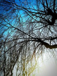 Low angle view of bare tree against sky