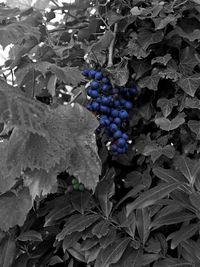 Close-up of fruit hanging on tree