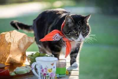 Close-up of a cat looking away