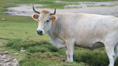 Cow standing in a field