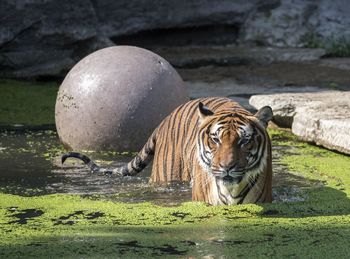 Portrait of cat drinking water