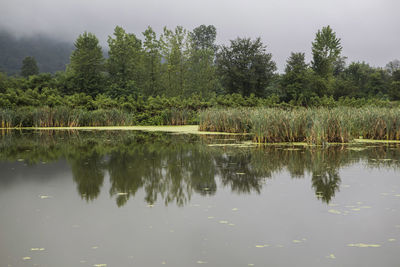 Reflection of trees in lake against sky