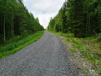 Trees along road