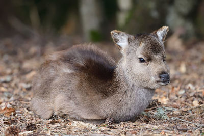 Portrait of a sika deer fawn sitting on the ground in a forest 